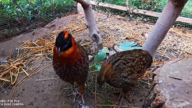Трагопан темминка  (лат. Tragopan Temminckii)