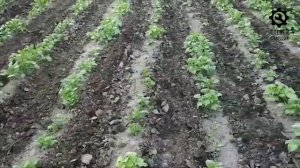 ПРОПОЛКА КАРТОШКИ МОТОБЛОКОМ С ПЛОСКОРЕЗАМИ И МИНИ ГРАБЛЯМИ