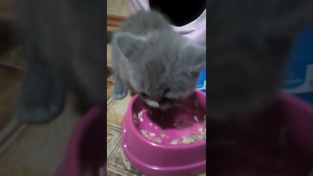 Котенок и ну очень вкусная гречка мням мням смотреть онлайн