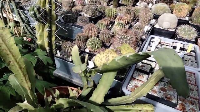 Маммилярии цветут.Жуки и пауки на кактусах.Оборвала больной литопс. смотреть онлайн