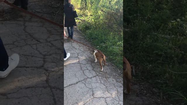 Решил выгулять папу, парк, озеро, может рыбака поймаем, каждая вторая барабулька наша! #seniordog смотреть онлайн