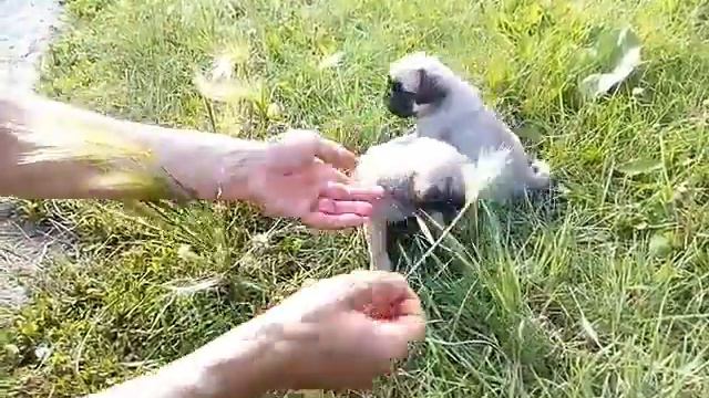 Мопсомальчики смотреть онлайн