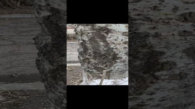 джунгли в центре Ейска! ?