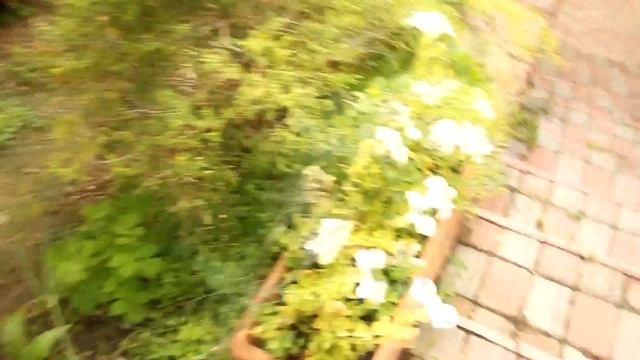 Любителям дачы и цветов посвящается! мы на даче! Гектор показывает свой сад. смотреть онлайн