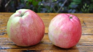 Мельба - сорт яблони
