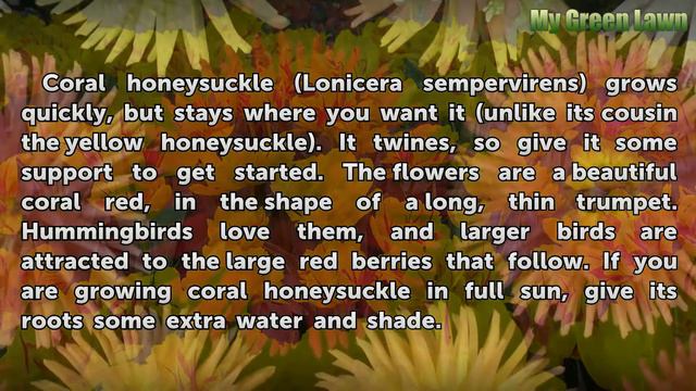 Fast Growing Evergreen Vines For Texas