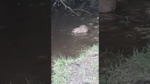 Часть3. чем питается Андатра?