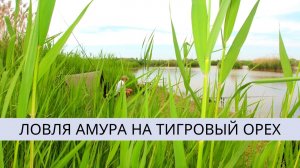 ЛОВЛЯ АМУРА НА ТИГРОВЫЙ ОРЕХ
