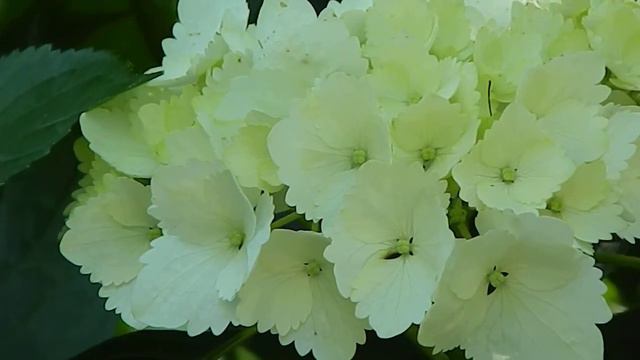 Hydrangea macrophylla Madame Emile Mouillere смотреть онлайн