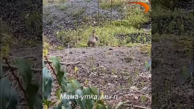 Американская пара спасла утят из канализации и воссоединила их с мамой-уткой. Добро как оно есть. смотреть онлайн