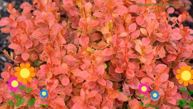 Барбарис тунберга Корал. Краткий обзор, описание характеристик berberis thunbergii Coral смотреть онлайн