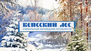 Вепсский лес — уникальный заповедник Ленинградской области