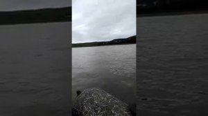 Отзыв покупателя лодки Ривьера 3600 СК Компакт Камуфляж Камыш