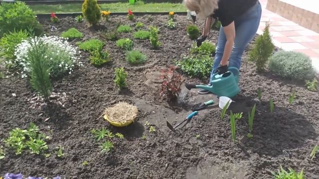 How to plant Physocarpus смотреть онлайн