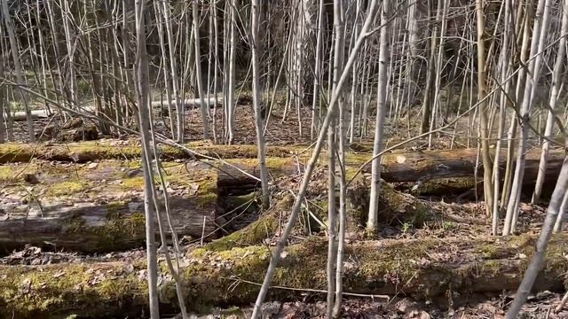 Коп с GARRETT APEX. Немного монет и грибы. смотреть онлайн