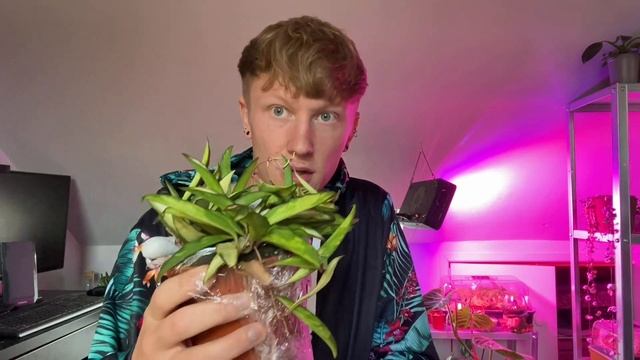 HOYA HAUL | Hoya Wayetii Variegata