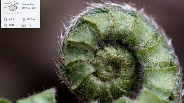 Sigma 105mm 2.8 EX Macro Lens Review - More Than a Macro Lens смотреть онлайн
