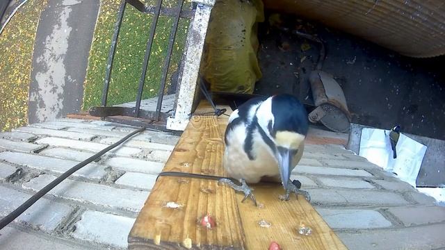 Дятел ест дырки на балконе и показывает язык.