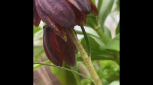 ЦветениеРябчиков( Fritillária)весенние цветы пальмы,рябчики  в саду  ,бледноцветковый,русский- виде