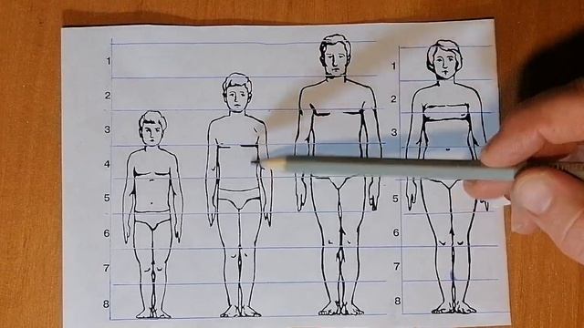 Пропорции тела человека. смотреть онлайн