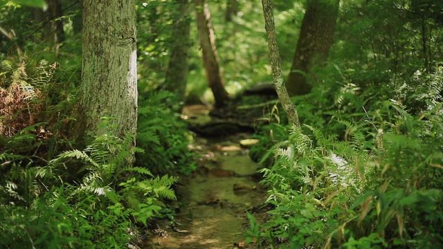 Praise to the Lord, the Almighty | Sacred Violin Music - Taryn Harbridge смотреть онлайн