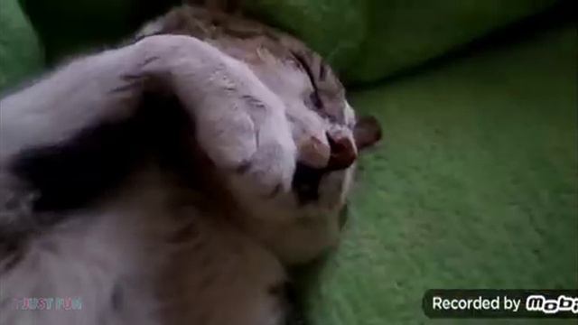 Смотрим смешные моменты животных.🤣🤣🤣 смотреть онлайн