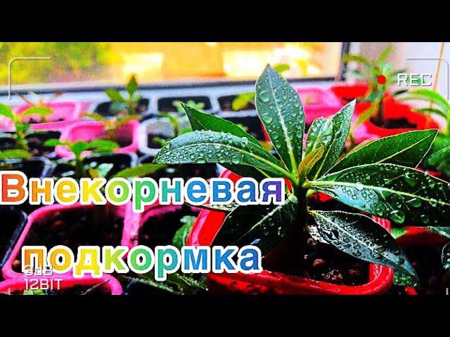 Адениум. Внекорневая подкормка сеянцев. Подкормка по листу. смотреть онлайн