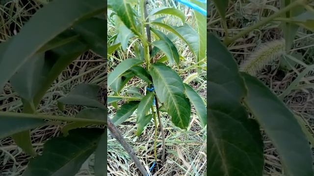 Ставрополь Крымские Сажинсы. Персик инжирный.(7.08.2021) смотреть онлайн