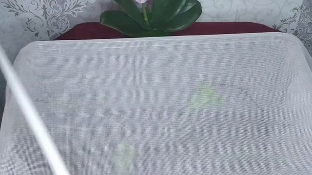 Экзотические насекомые дома. Палочники уход, питание. смотреть онлайн