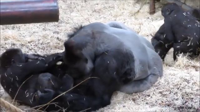 Bauwi and Nakou @Burgers' Zoo playing смотреть онлайн
