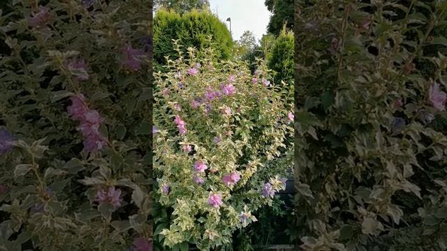 #Shorts#Роза Сирийская! Гибискус! Цветение Гибискуса! смотреть онлайн