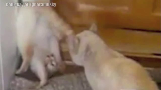 Check Out These Videos - Fighting pose - Capoeira Cat (боевая стойка) смотреть онлайн