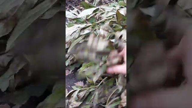Осенний уход за пионами смотреть онлайн