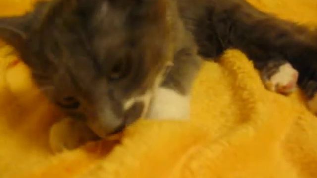 котенок ищет маму.AVI смотреть онлайн
