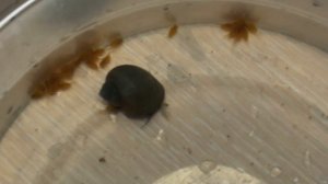 Как перенести икру, личинку или молька анциструса из общего аквариума в отсадник. Выемка личинки.