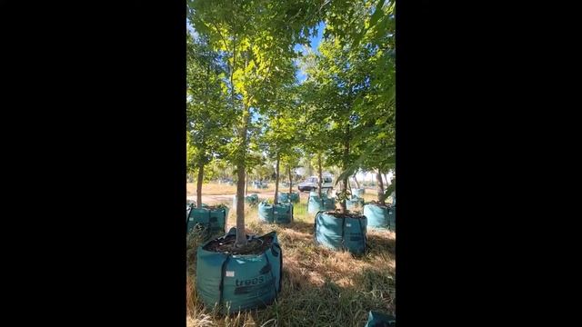 Trees SA - Liquidambar styraciflua (Sweet gum) trees for sale смотреть онлайн