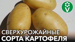 ТРИ СОРТА КАРТОФЕЛЯ, КОТОРЫЕ ПОРАЗИЛИ МЕНЯ В 2022 ГОДУ - СУПЕРУРОЖАЙНЫЕ И ВКУСНЫЕ!