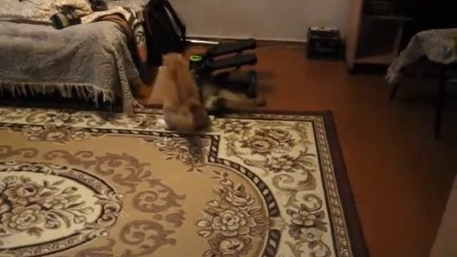 Профессиональный бросок смотреть онлайн