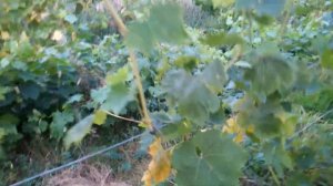 виноград Азалия