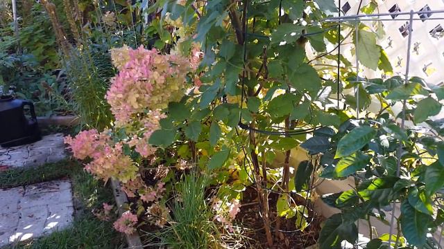 October Garden Tour | New Backyard Privacy Fence and Walkway | Digging Dahlia Tubers смотреть онлайн