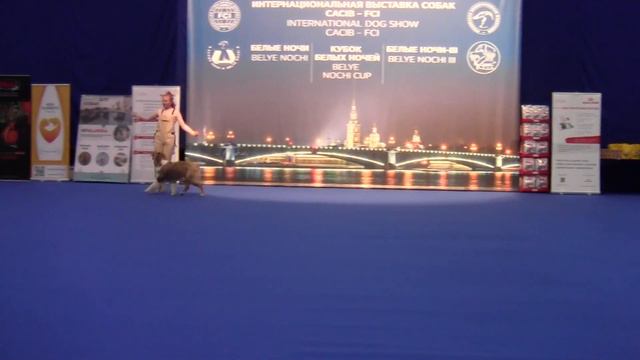 Прогресс-Фристайл Кротова Любовь и Австралийская овчарка Бестрашный Борисфен в Стиле Кантри смотреть онлайн