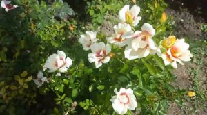 Розы айс фо ю(очень похожа на пион),Глориус бебтлон айс,Пастель бебилон айс.