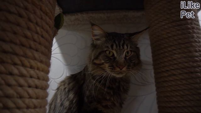 Домашние животные и не только