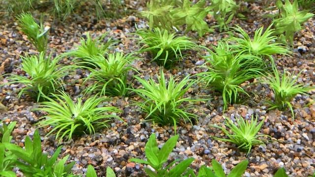 Причины появления водорослей у меня в аквариуме. Почему появляются водоросли. смотреть онлайн