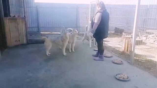 Дрессировка хаски. Самые хорошие мальчики на районе смотреть онлайн