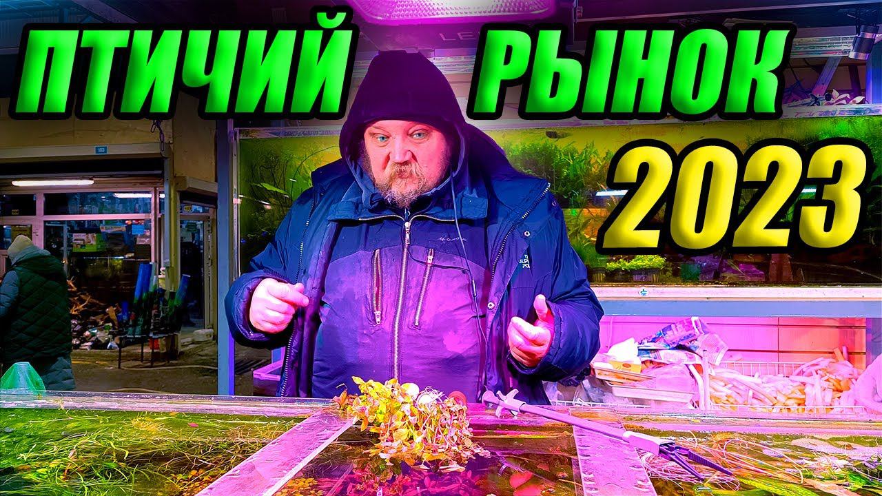Птичий рынок Садовод. Цены на рыбок и растения 2023 смотреть онлайн