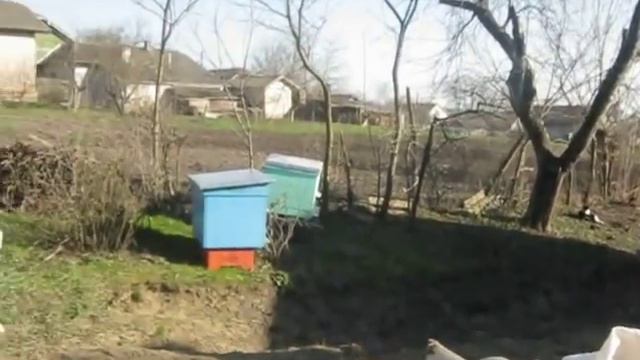 пересадка бджіл у нові вулики 21 04 2013р смотреть онлайн