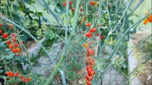 Томаты черри , Сакура и Марс .Самым сладким оказался ...Сейте ,не пожалеете!