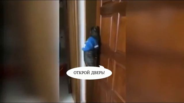 КОТЫ ГОВОРЯТ ЧЕЛОВЕЧЕСКИЕ СЛОВА - мама и нормально и открой дверь смотреть онлайн