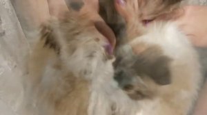 Как избавить кошку от колтунов, а квартиру - от шерсти. Лучшее средство - фурминатор